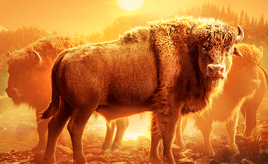 Buffalo Win by PG Soft: Gameplay Explained